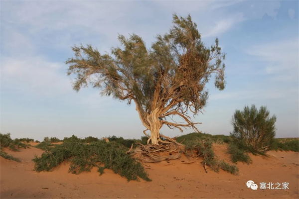 1681528464468061.jpg 4.jpg